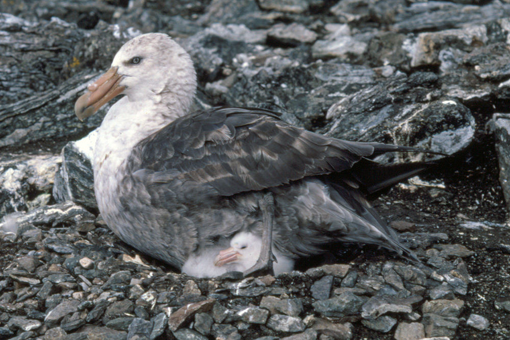 Giant petrels Antarctica fact file, birds